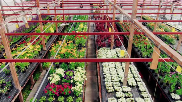 Aerial Drone View of Plants Cultivation Process alt