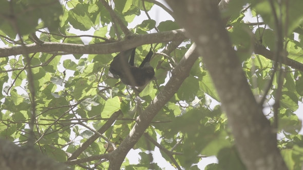 A Flying Fox Hanging on a Branch