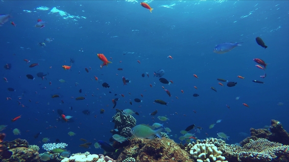 Lively Coral Reef Teeming with Life