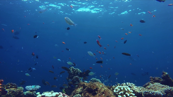 Lively Coral Reef Edge with a Lot of Colorful Fish