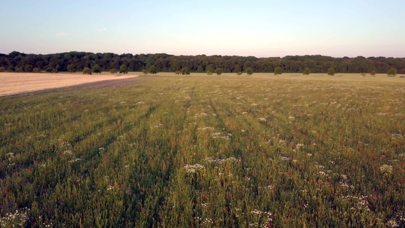 Close Aerial Flight Above a Grain Field with a Lot of Flowers in It