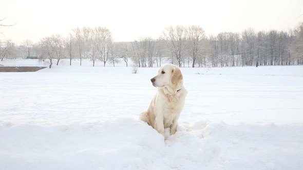 Portrait of a Golden Retriever in Winter in a Snow Park