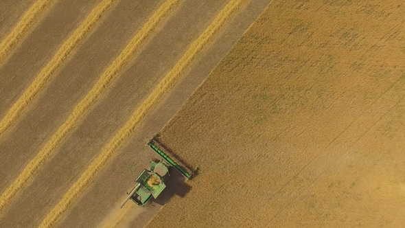 Aerial View on the Combine Working on the Large Wheat Field