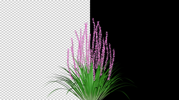 Flowering Bush alt