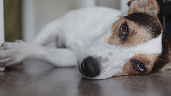 Dog Breeds Jack Russell Terrier Lays on the Floor, Stock Footage ...