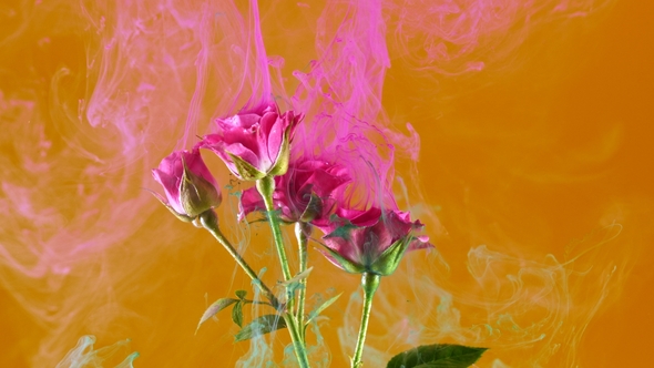 Amazing Spreading of Paint on a Beautiful Flowers Against Orange Background alt
