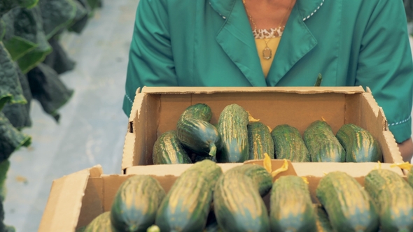 of Carton Boxes Getting Filled with Cucumbers alt