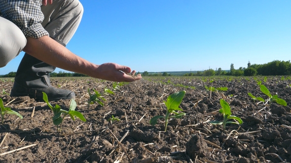 Male Hand of Farmer Holding Pile of Soil and Examining Dry Ground on the Field alt