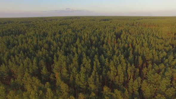 Aerial View on the Summer Trees and Forest