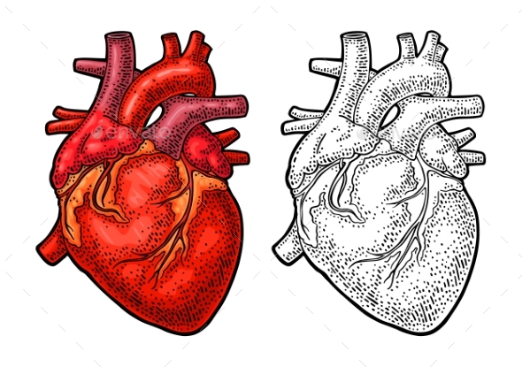 Free: Human Heart Clipart Png - Real Heart Drawing - nohat.cc