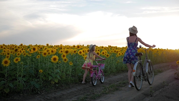 Family on Bicycles in Nature. Mom and Daughter on Bicycles on a Field of Sunflowers. Mother and alt