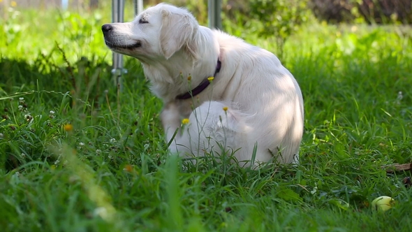 Beautiful Golden Retriever Dog Itches in the Grass