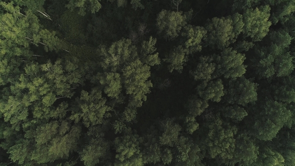 Aerial of Flying Over a Beautiful Green Forest