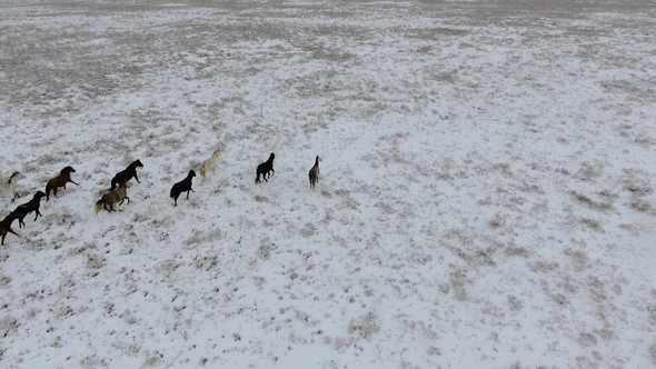 Aerial View of Herd of Horses Running Through the Snow-covered Desert in Winter. Western Kazakhstan alt