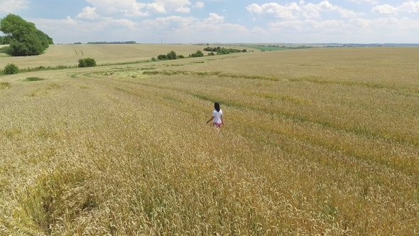 Flight Over the Wheat. Woman Walk in Field