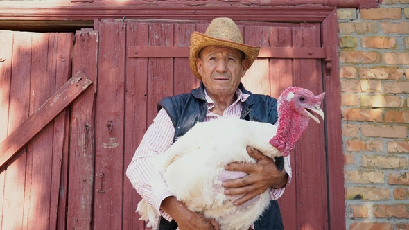 An Elderly Farmer in a Straw Hat Is Holding a Live White Turkey. Portrait of a Man with a White