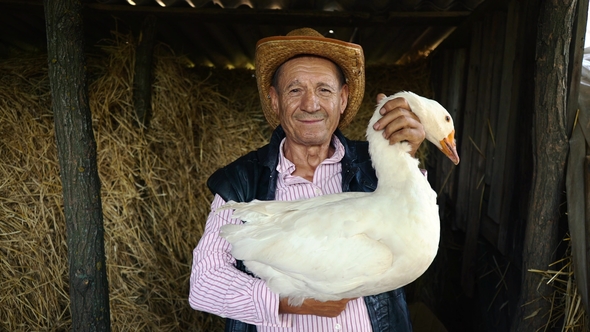 An Elderly Farmer in a Straw Hat Is Holding a Live White Goose. Portrait of a Man with a White Goose