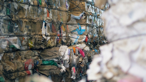 Tied Piles of Cardboard Garbage Are on a Junkyard Collected Fo Recycle alt