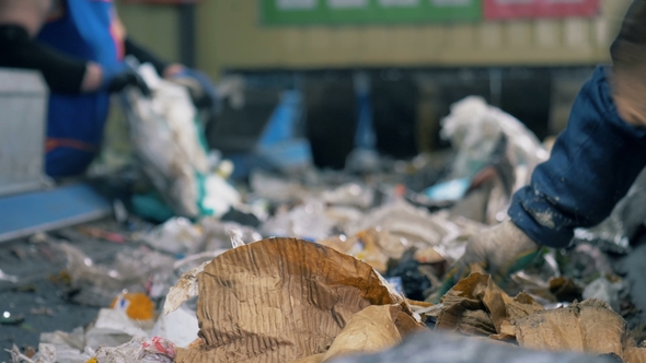 Factory Workers Pick Cardboard and Paper Materials From a Moving Line alt