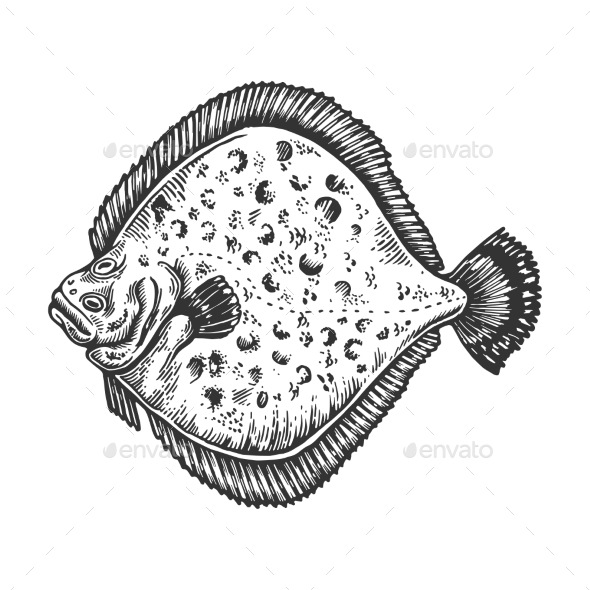 European Plaice Flounder Fish Engraving Vector - Animals Characters