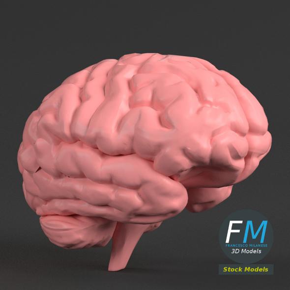 Anatomy - Human Brain - 3DOcean Item for Sale