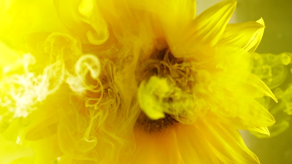 Top View of Amazing Spreading of Paint on Sunflower. alt