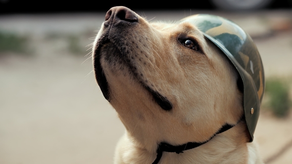 Beautiful Adult Golden Labrador Dog in Military Helmet. Doggy Smiling ...