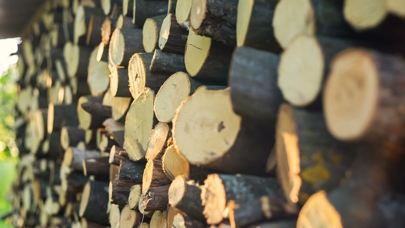 Firewood Is Intended for Burning in an Oven, Fireplace, Furnace or Fire for the Purpose of Obtaining