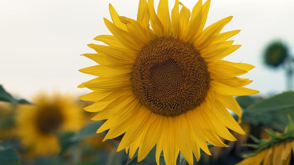 A  Plan Wandering the Sunflower Growing on the Field alt