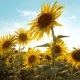 Lifestyle Beautiful Sunflower Helianthus Field of Yellow Flowers on a Background of Blue Sky - VideoHive Item for Sale