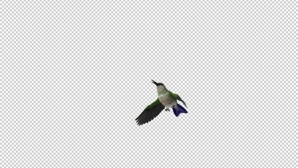 Sunangel Hummingbird - Flying Over Screen - I - Alpha Channel