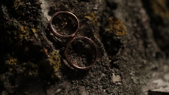 Gold Wedding Rings on the Tree   Shoot Diamon Jewellery