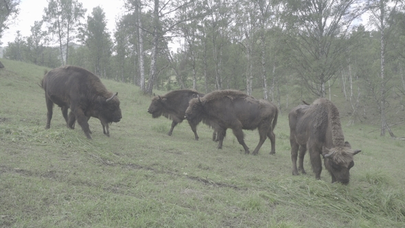 A Herd of Bison Chew Grass