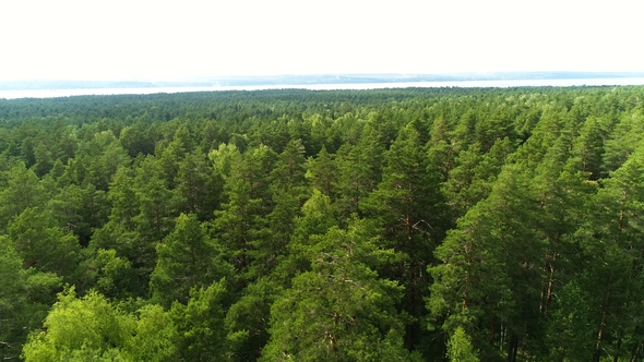 Aerial Boundless Expanses of Evergreen Taiga Blue Sky Strip on Horizon alt