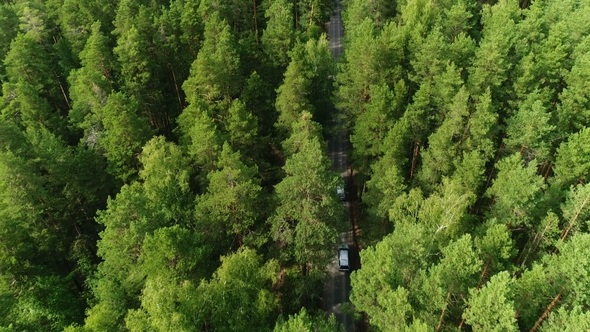 Flight Above Pine Tree Tops Along Asphalt Road with Driving White Cars alt