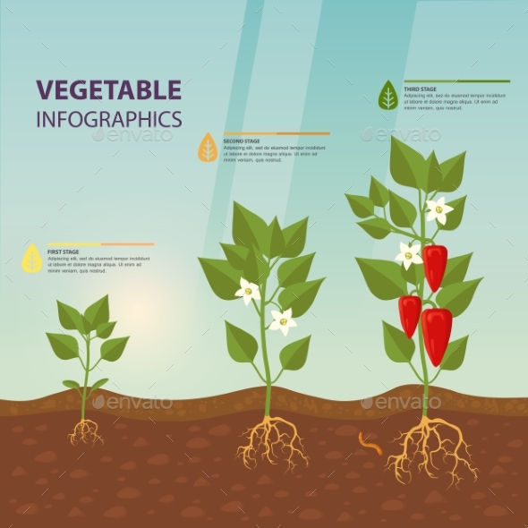 Sweet Red Bell Pepper Infographic Template - Food Objects