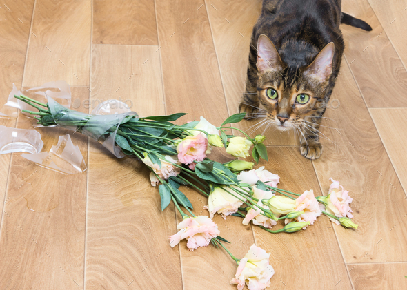 Cat breed toyger dropped and broken glass vase of flowers. Stock Photo by Nataliia_Pyzhova