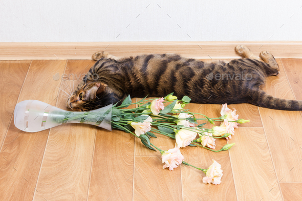 Cat breed toyger dropped glass vase of flowers on floor.