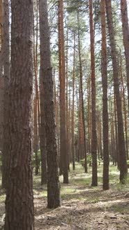 Vertical Video of Forest Landscape with Pine Trees in Summer Slow Motion alt