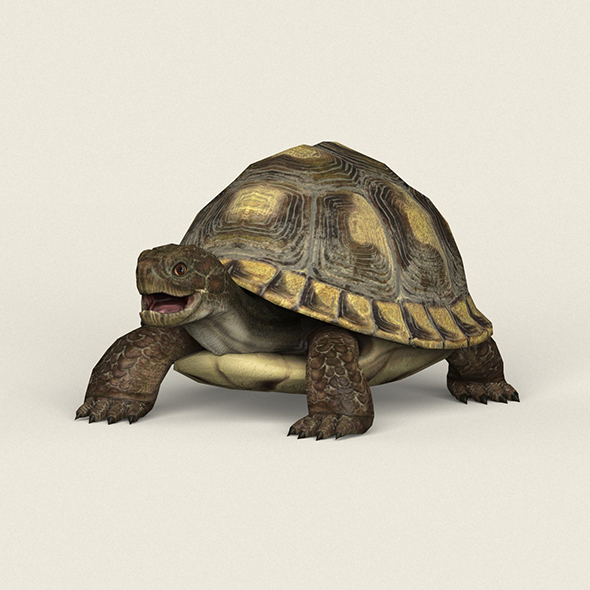 Game Ready Tortoise - 3Docean 22461662