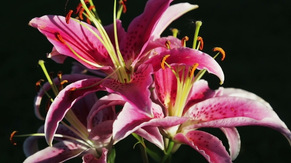 Pink Lily Flowers Beautiful