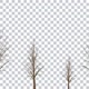 Winter Trees - VideoHive Item for Sale