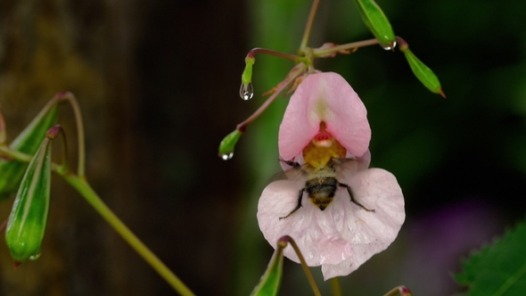 Impatiens Glandulifera Royle and Bumblebee alt