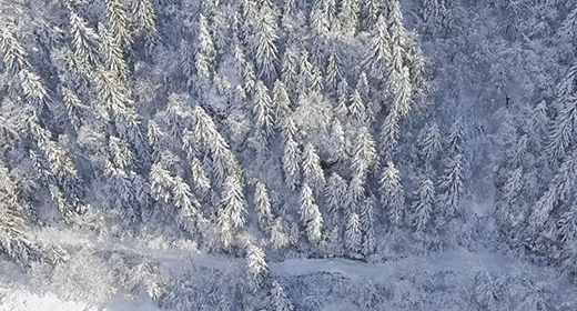 Winter Forest