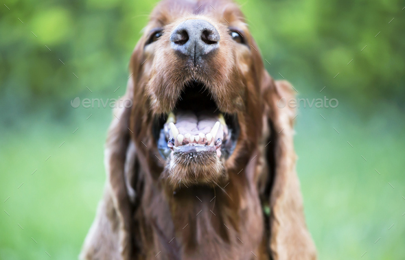 Smiling cute happy pet dog showing his teeth Stock Photo by Elegant01