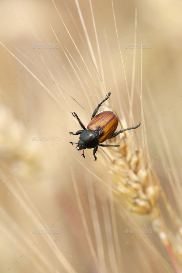 Wheat grain beetle bug sitting on a grain Stock Photo by Elegant01