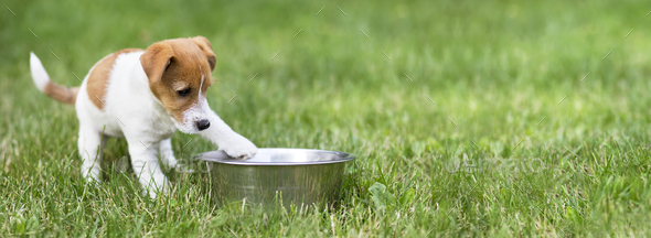 Dog food, feeding concept - hungry dog puppy Stock Photo by Elegant01