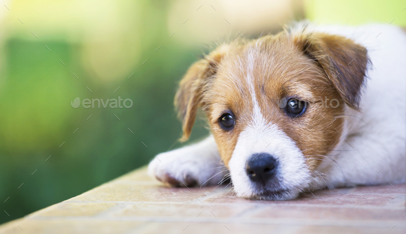 Adorable cute puppy thinking - dog therapy concept Stock Photo by Elegant01