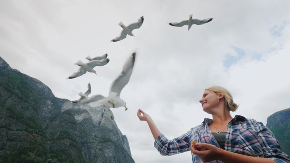 A Woman Is Feeding Gulls, a Cruise on the Fjords in Norway. Popular Entertainment for Tourists alt