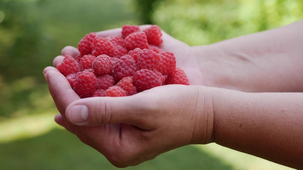 Woman Farmer Holding a Ripe Raspberries